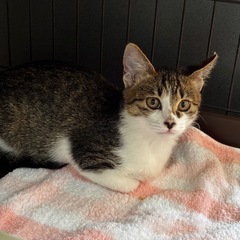 お鼻がミッキー柄🐱シロキジちゃん − 熊本県