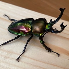 ニジイロクワガタ2025⑧ ♂58mm ♀フリー2頭 計3頭セット ノーマルカラー 新成虫の画像