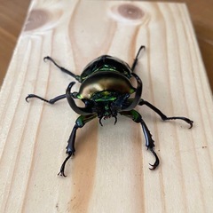 ニジイロクワガタ2025⑧ ♂58mm ♀フリー2頭 計3頭セット ノーマルカラー 新成虫の画像