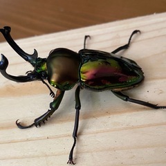 ニジイロクワガタ2025⑧ ♂58mm ♀フリー2頭 計3頭セット ノーマルカラー 新成虫の画像