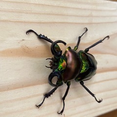ニジイロクワガタ2025⑨ ♂56mm ♀フリー2頭 計3頭セット ノーマルカラー 新成虫の画像