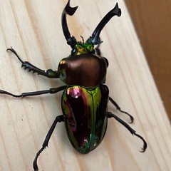 ニジイロクワガタ2025⑨ ♂56mm ♀フリー2頭 計3頭セット ノーマルカラー 新成虫の画像