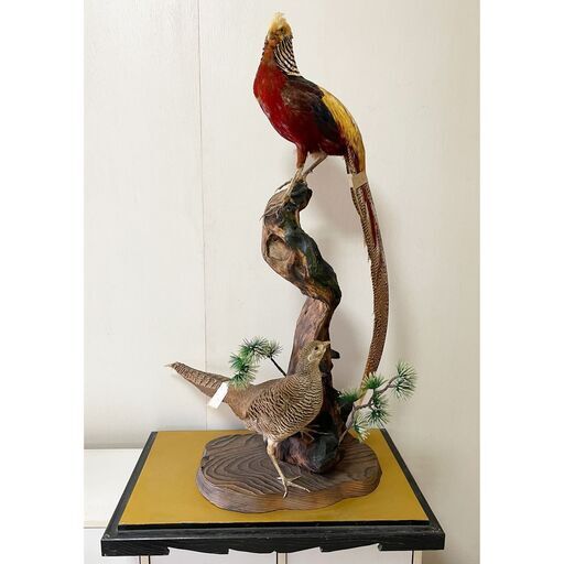 キンケイの剥製（オス・メス一対） 木製台座付き