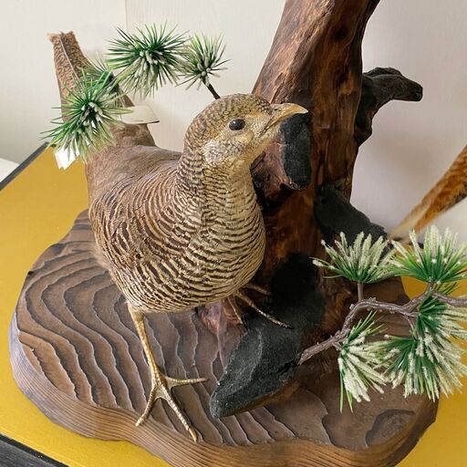 キンケイの剥製（オス・メス一対） 木製台座付き