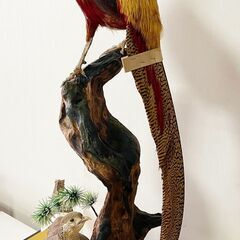 キンケイの剥製（オス・メス一対） 木製台座付きの画像