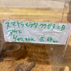 スマトラヒラタクワガタの画像