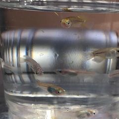 ダルマMIXメダカ🐟若魚　10匹の画像