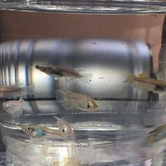 ダルマMIXメダカ🐟若魚　10匹の画像