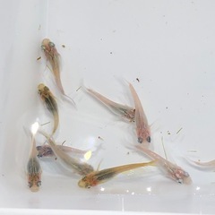 ダルマMIXメダカ🐟若魚　10匹の画像
