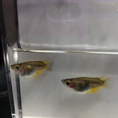 ダルマMIXメダカ🐟若魚　10匹の画像