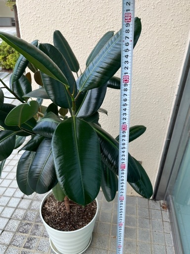 フィカスバーガンディ　ゴムの木全長約140cm 観葉植物
