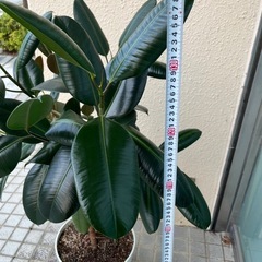 フィカスバーガンディ　ゴムの木全長約140cm 観葉植物の画像