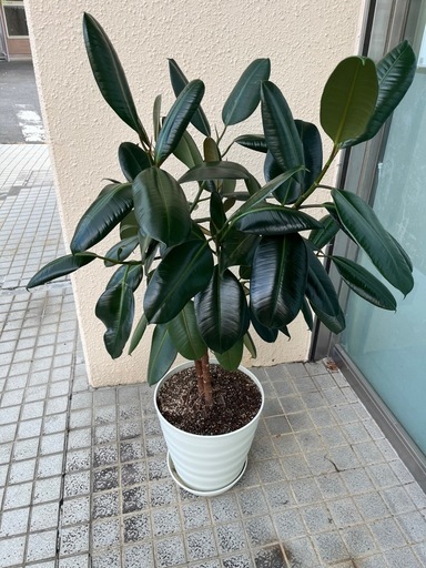 フィカスバーガンディ　ゴムの木全長約140cm 観葉植物