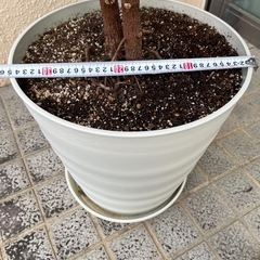 フィカスバーガンディ　ゴムの木全長約140cm 観葉植物の画像