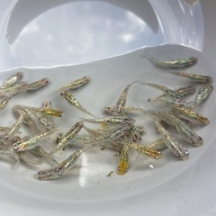 ユリシス「鰭長」🐟
の画像