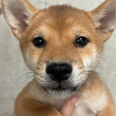 豆柴　オス