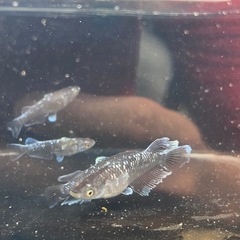 ミッドナイトフリル「体外光」🐟の画像