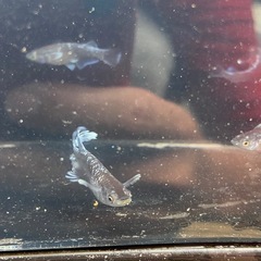 ミッドナイトフリル「体外光」🐟の画像