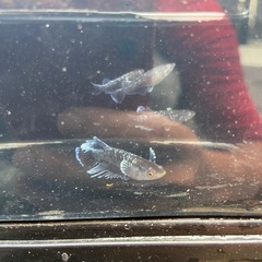 ミッドナイトフリル「体外光」🐟の画像