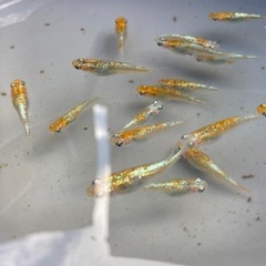 孔雀青🐟の画像