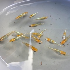 孔雀青🐟の画像