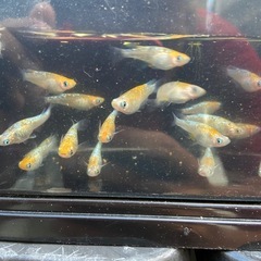 孔雀青🐟の画像