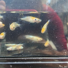 孔雀青🐟の画像