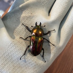 【即ブリ】ニジイロクワガタ　♀3頭セットの画像