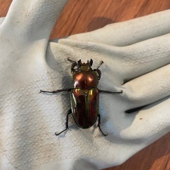 【即ブリ】ニジイロクワガタ　♀3頭セットの画像