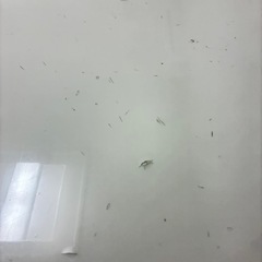 【取引中】無料！昇降テーブルの画像