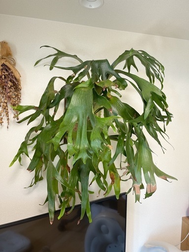 期間限定値下げ！コウモリラン ビカクシダ 人気 ニッキー 子株 観葉