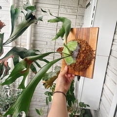 コウモリラン ビカクシダ ニッキー 子株 観葉植物の画像