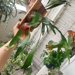 コウモリラン ビカクシダ ニッキー 子株 観葉植物の画像