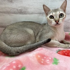 ✨2025年9月28日(日) 立川すみれペットクリニック様…