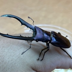 メタリフェルホソアカクワガタ　幼虫5頭セット①の画像