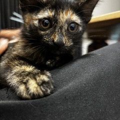 可愛らしいサビ子猫