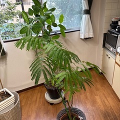 鉢カバーの画像