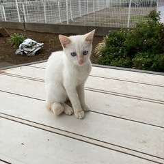 雑種　白猫子猫　外産まれ - 伊勢崎市