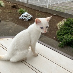 雑種　白猫子猫　外産まれ
