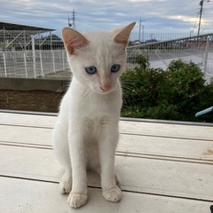 雑種　白猫子猫　外産まれ − 群馬県