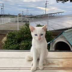 雑種　白猫子猫　外産まれ - 里親募集