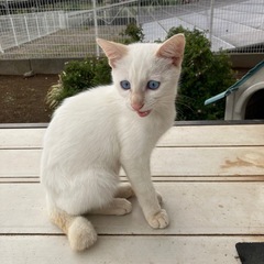 雑種　白猫子猫　外産まれ - 猫