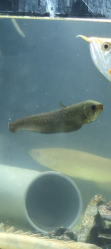 アロワナナイフ　希少！スポット入り！20㎝前後