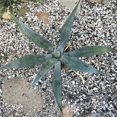 アガベ アメリカーナの画像