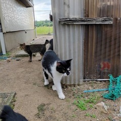 ぜひお迎えにきてください🙇‍♂️🐈‍⬛新潟県新発田☆