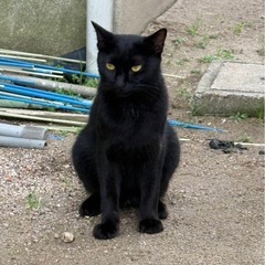 ぜひお迎えにきてください🙇‍♂️4にゃん🐈‍⬛新潟県新発田☆
