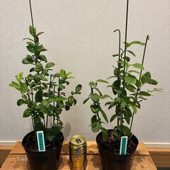 ブルーベリー挿し木苗 2年生（サザンハイブッシュ系系）２本セットの画像