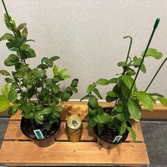 ブルーベリー挿し木苗 2年生（サザンハイブッシュ系系）２本セットの画像