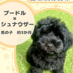 シュナプーの男の子