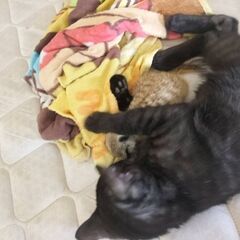 　黒猫二匹　